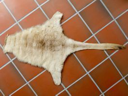 KÄNGURU FELL Leder Haut Australien Kangaroo