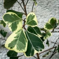 Ficus Triangularis Variegata - frischer 15cm Kopfsteckling