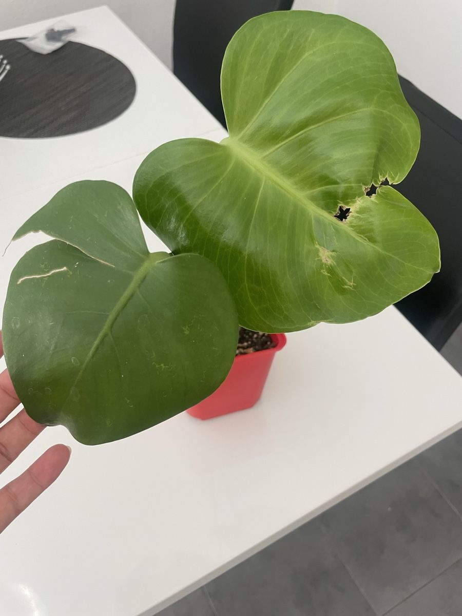 Pflanzen & Samen: Baby monstera – Gebraucht aus Bern von adr_62mn