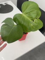 Baby monstera