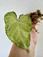 Syngonium podophyllum – rooted cutting 🌱