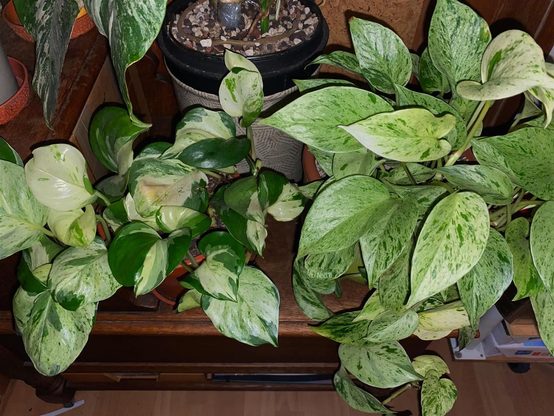 Pflanzen & Samen: Epipremnum Manjula, bewurzelter Steckling – Neu (gemäss Beschreibung) aus Winterthur von Aniger 7