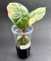 🌿 Alocasia ‘Yucatan Princess’ Variegata - Jungpflanze #4