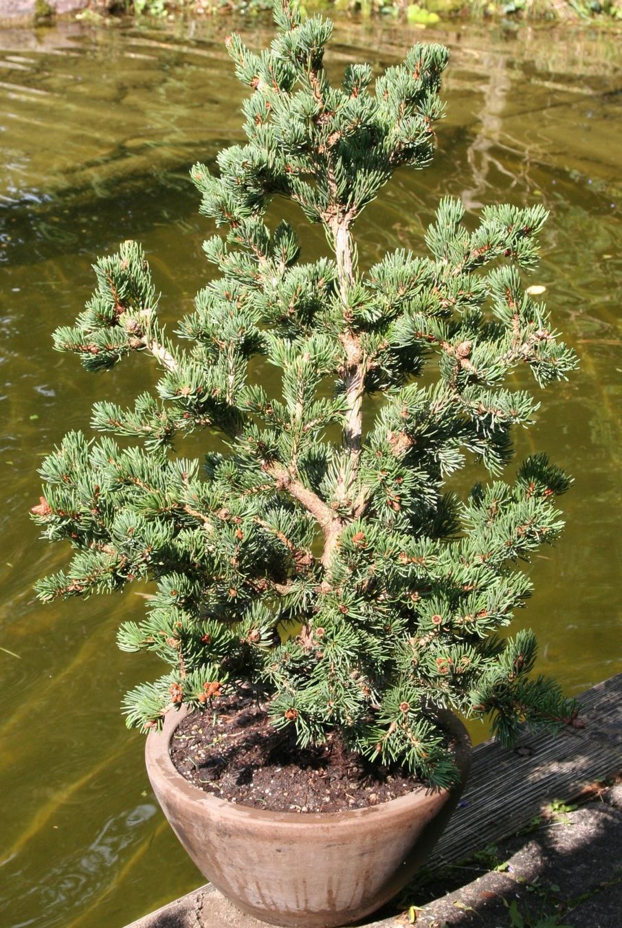 Piante & sementi: BONSAI  -  Zapfen-Fichte – Usato da Gretzenbach venduto da Sikim 1