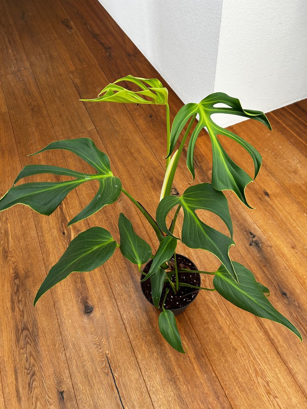 Piante & sementi: Monstera Burle Marx Flame XL – Usato da Wattwil venduto da Mikesplantshop