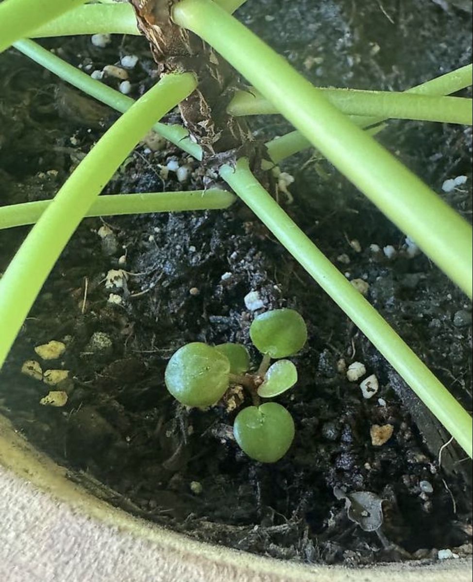 Pflanzen & Samen: Pilea Ableger – Neu (gemäss Beschreibung) aus Wichtrach von jan_2l29