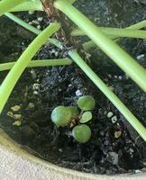 Pilea Ableger