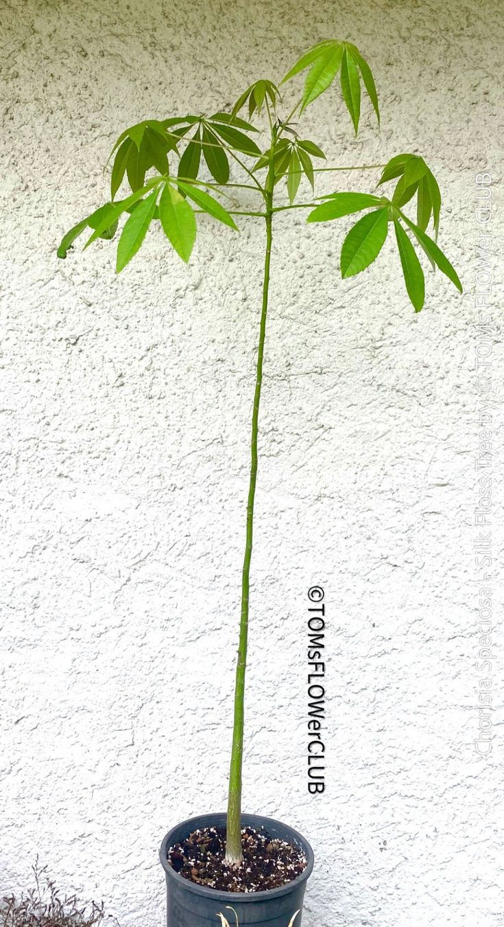 Piante & sementi: Chorisia Speciosa - einzigartiger 120cm Seidenbaum Bäumchen – Nuovo e nell'imballaggio originale da Adliswil venduto da astom369 1
