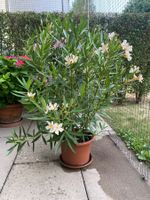 Oleander gelb, 100 cm