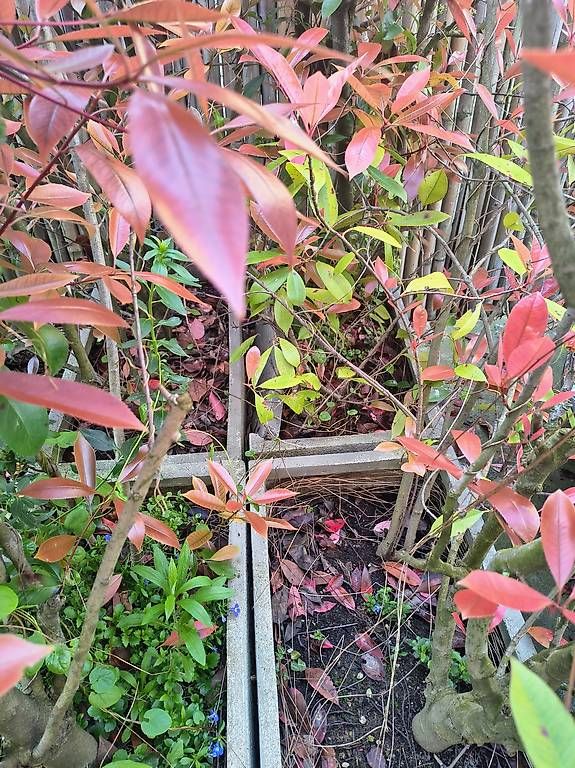 Piante & sementi: Plantes de jardin avec pot – Usato da Clarens venduto da m.cabin 2