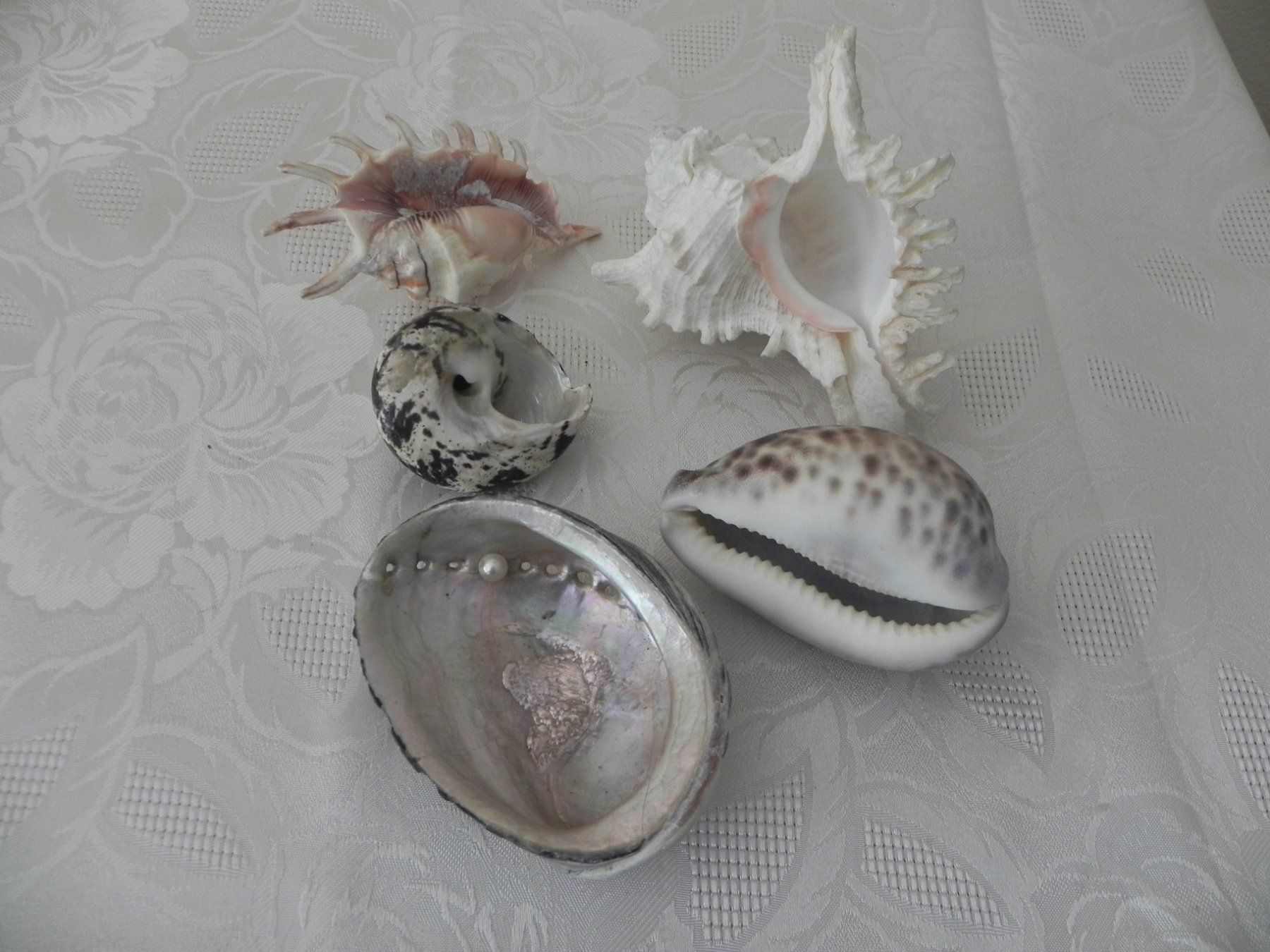Fossili: Verschiedene Muscheln – Usato da Minusio venduto da Lory64 1