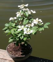 BONSAI  -  Japanischer Schneeball