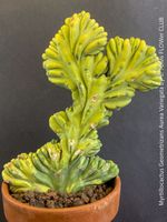 Myrtillocactus Geometrizans Aurea Variegata - Rarität