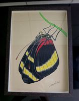 Schmetterling Zeichnung