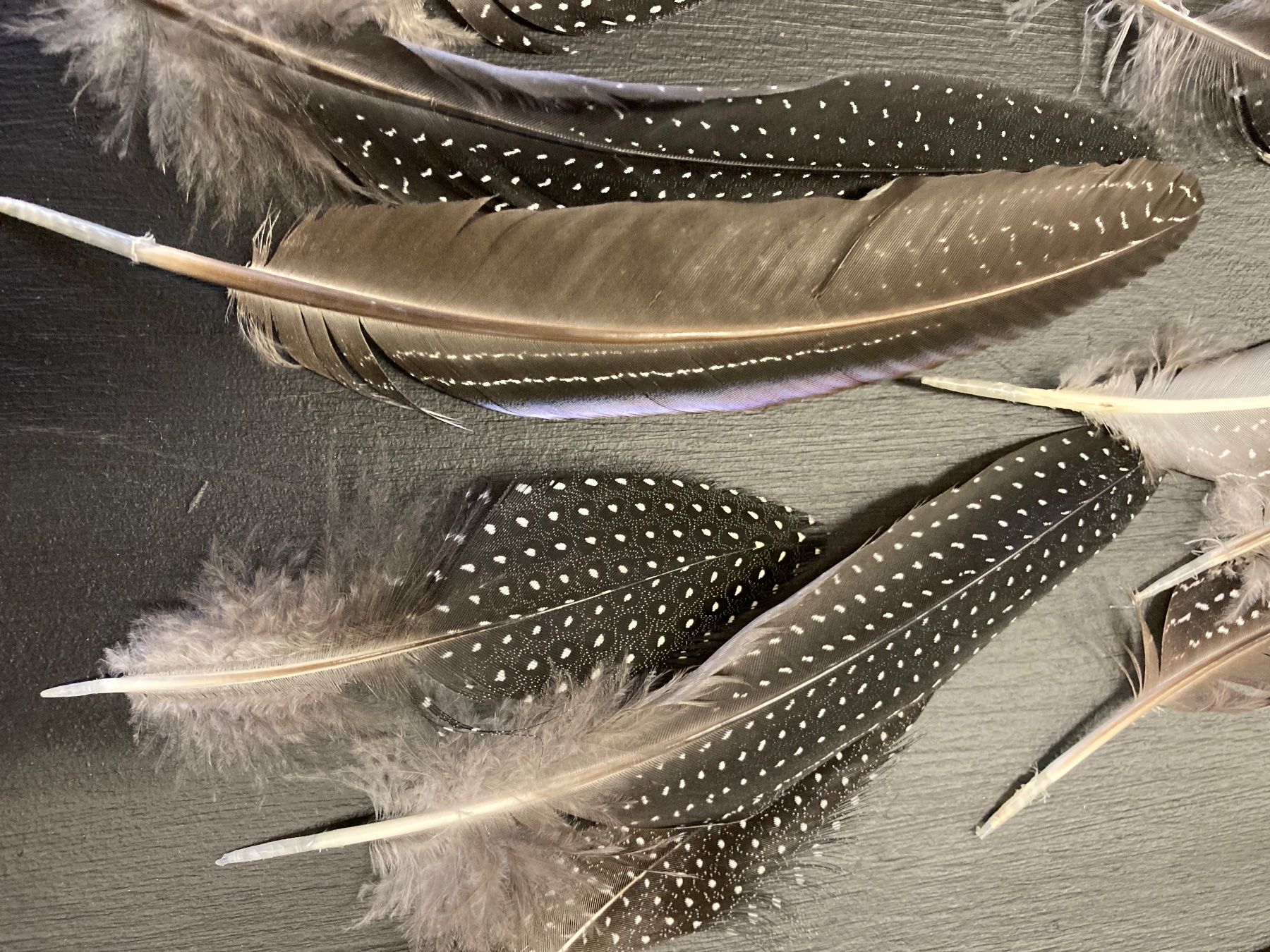 Il mondo degli animali: Geier-Perlhuhn Federn 2 – Difettoso da Grosswangen venduto da arum01 1