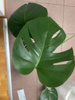 Monstera Deliciosa plant in pot healthy