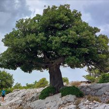 Profile image of Bristlecone