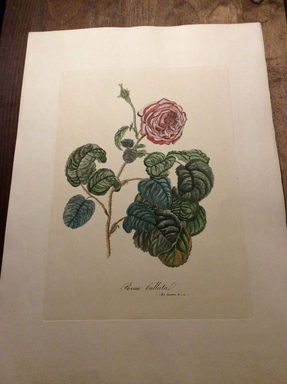 Grafica & Litografie: Planche Ant. Serantoni dis. e inc – Usato da Genève venduto da edelweiss1900 1