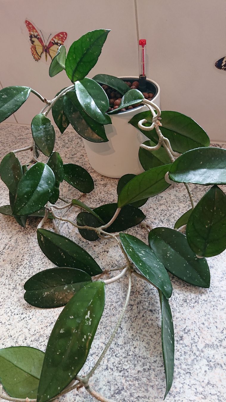 Piante & sementi: Zimmerpflanze hoya carnosa – Usato da Amriswil venduto da Trixi022