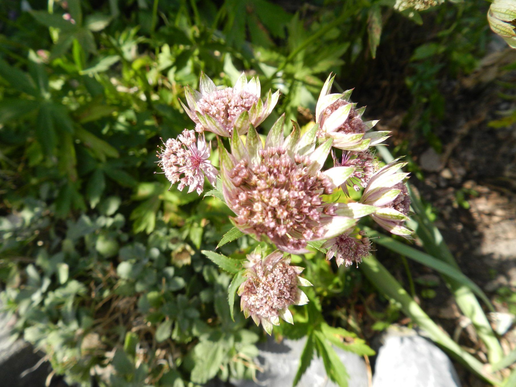 Piante & sementi: Astrantia, Sterndolde, schöne Pflanze – Usato da Aeugst am Albis venduto da ro97se 1