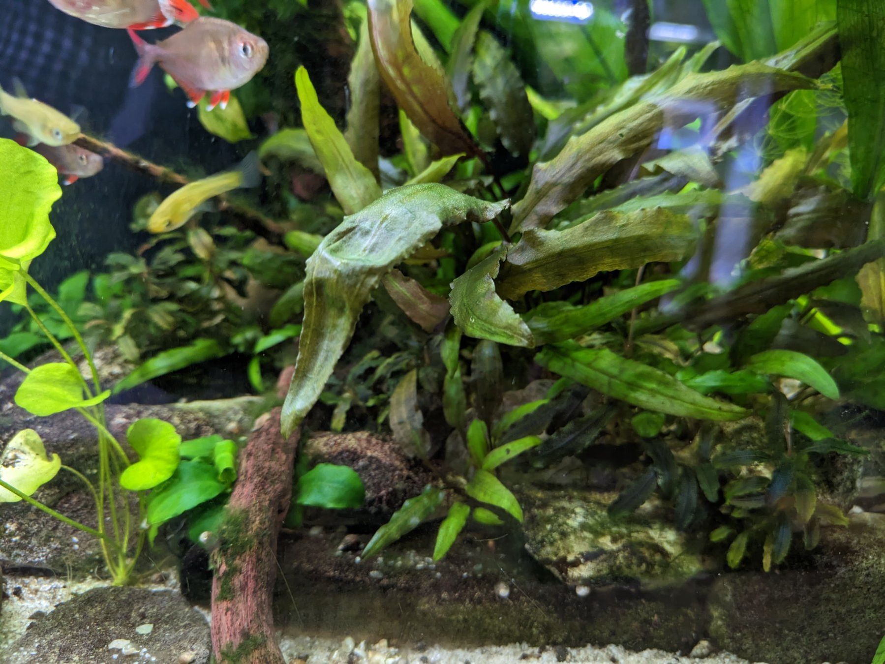 Pflanzen & Samen: Cryptocoryne wendtii - Aquarienpflanze – Neu (gemäss Beschreibung) aus Bäch SZ von _matt_
