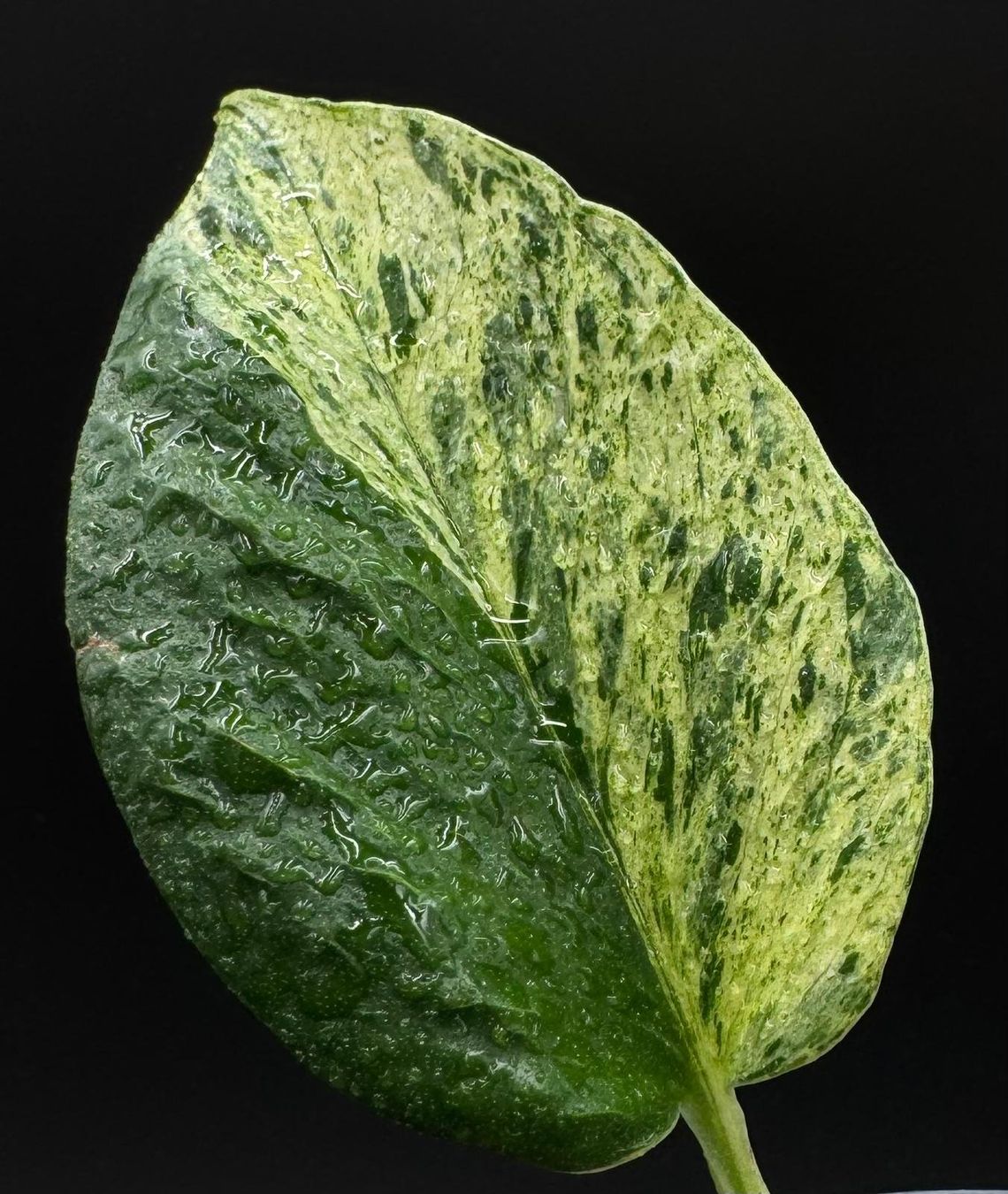 Piante & sementi: Epipremnum aureum 'Teruno Grace' in Semihydro – Nuovo (secondo la descrizione) da Bühler venduto da googelibear 8