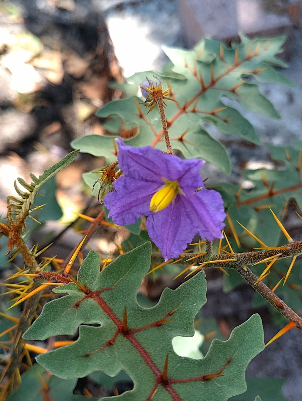 Piante & sementi: Solanum pyracanthum, Nachtschattengewächs, aus Madagaskar – Nuovo (secondo la descrizione) da Mühlethal venduto da spacebird 5