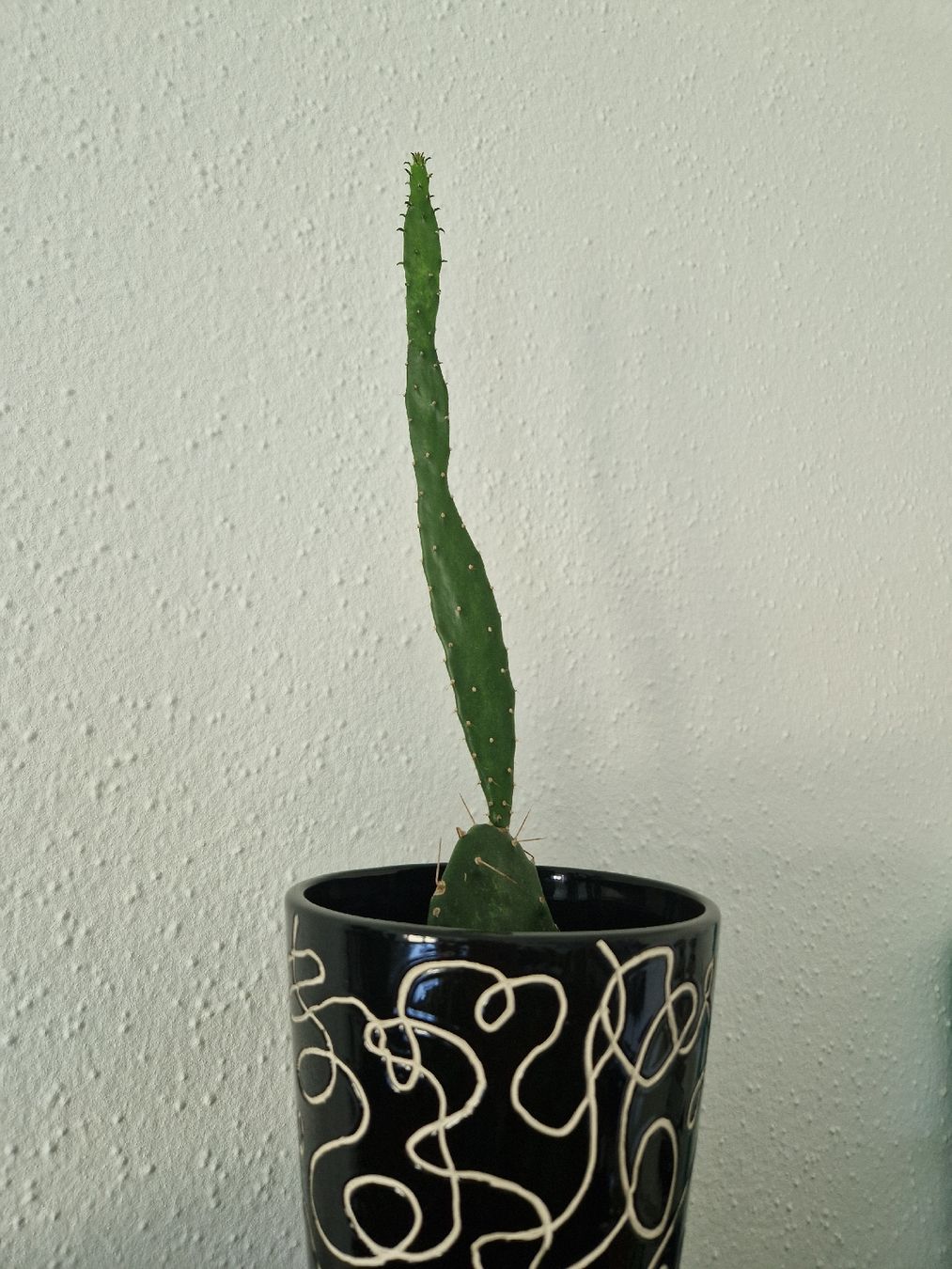 Piante & sementi: Kaktus Opuntia – Usato da Triengen venduto da KittyKat6