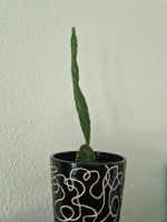Kaktus Opuntia