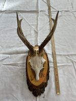 Gehörn eines Rehbocks