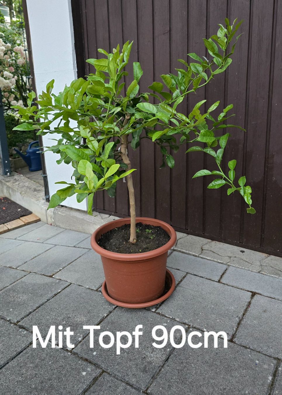 Piante & sementi: Schöne duftende Kaffir Limette – Usato da Aarburg venduto da popkorn65