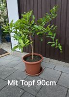 Schöne duftende Kaffir Limette