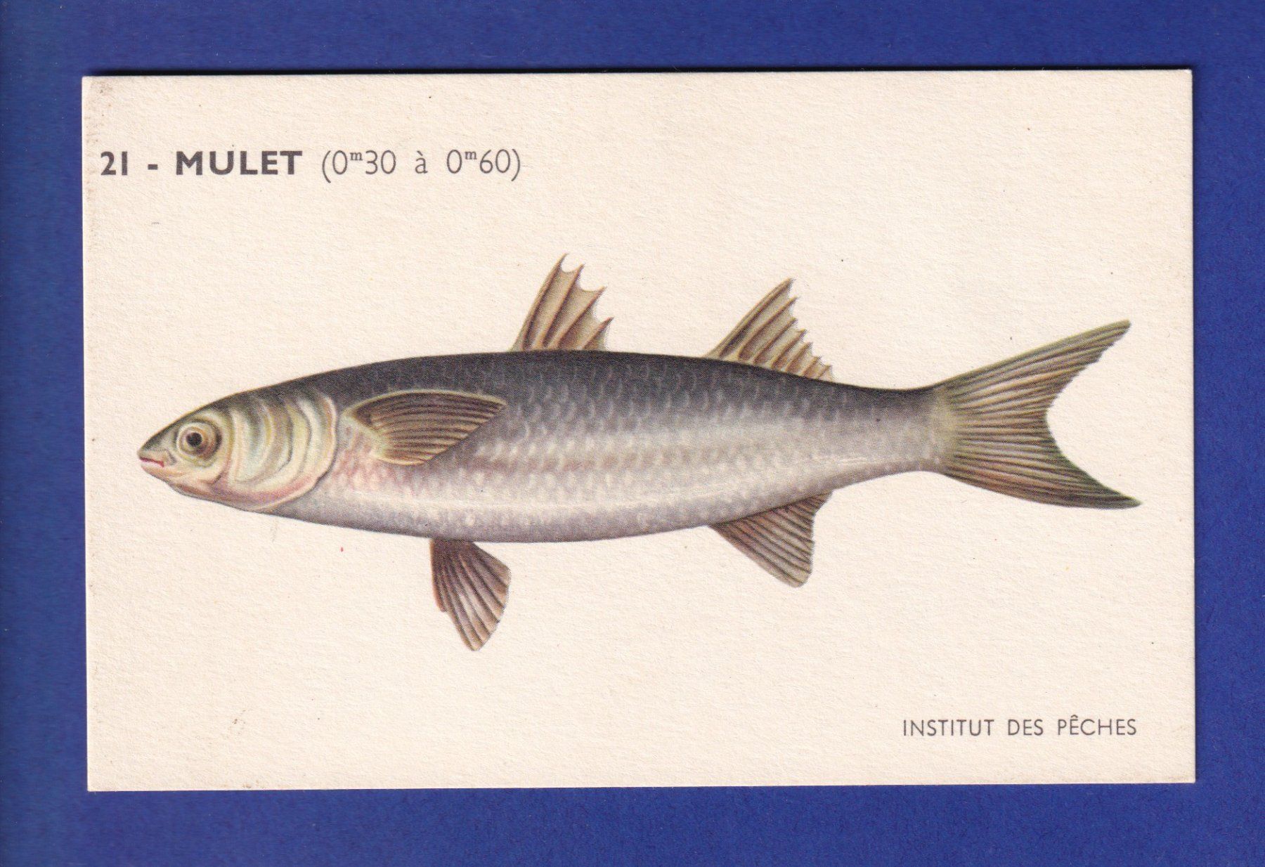 Cartoline postali: Poisson - MULET – Usato da Pully venduto da nicecards-shop