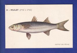 Poisson - MULET