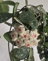 Hoya 'Mathilde Splash'