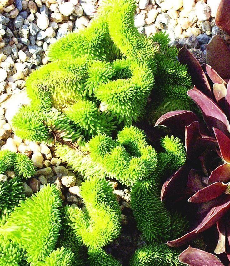 Pflanzen & Samen: korallen sedum - RARITàT – Neu (gemäss Beschreibung) aus Ibach von chaemilochhobbygarte 2