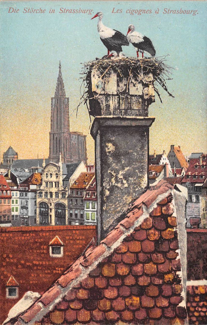Ansichtskarten: Strasbourg, Störche – Gebraucht aus Ottikon b.Kemptth. von Neptun1974