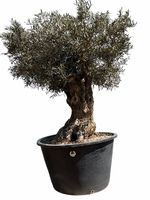 Olivenbaum "Olea Europea 4“ Versand möglich