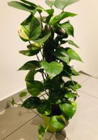 XXL POTHOS 60-70 cm  Zierkletterpflanze