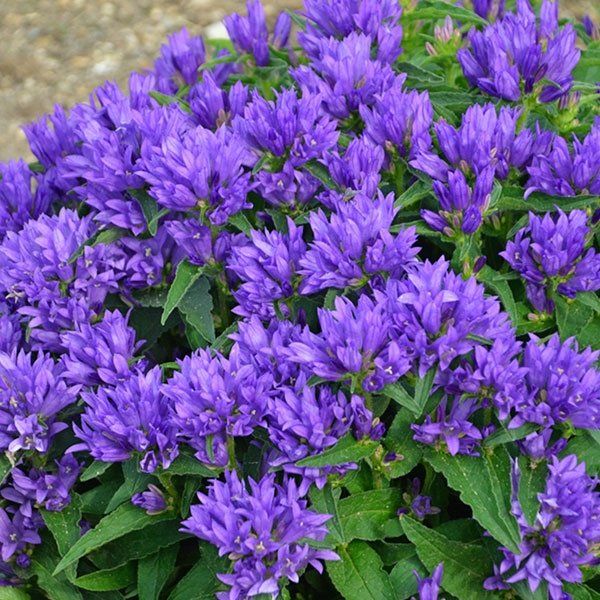 Pflanzen & Samen: Knäuel-Glockenblume - Campanula glomerata  - 250 Samen – Neu und originalverpackt aus Sumiswald von Cham14558 1