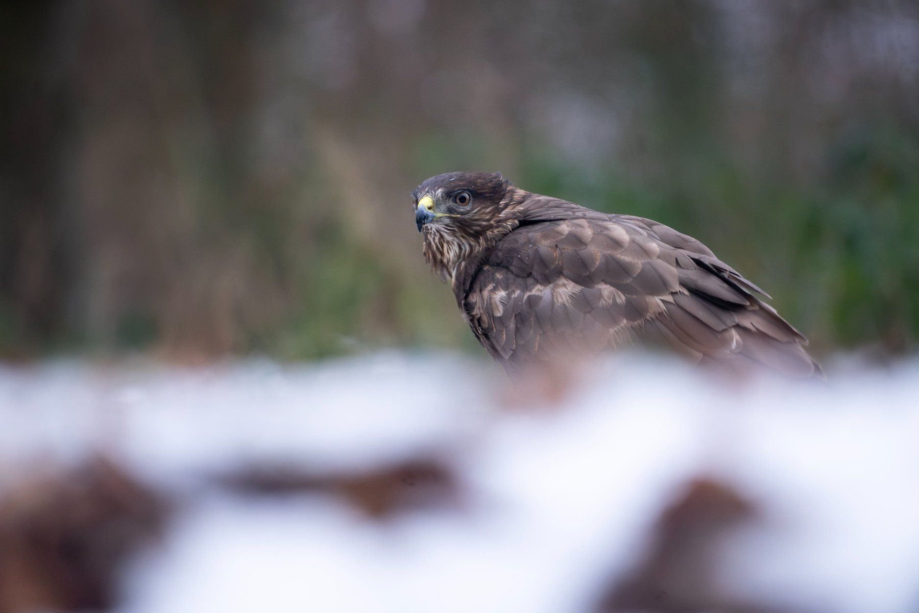 Sony Fotocamera: Sony A7 II + Sigma 100-400mm - Kit complet – Usato da Genève venduto da UneGenevoiseVintage 7