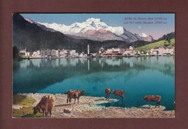 ST. MORITZ-BAD - Kühe - 1930