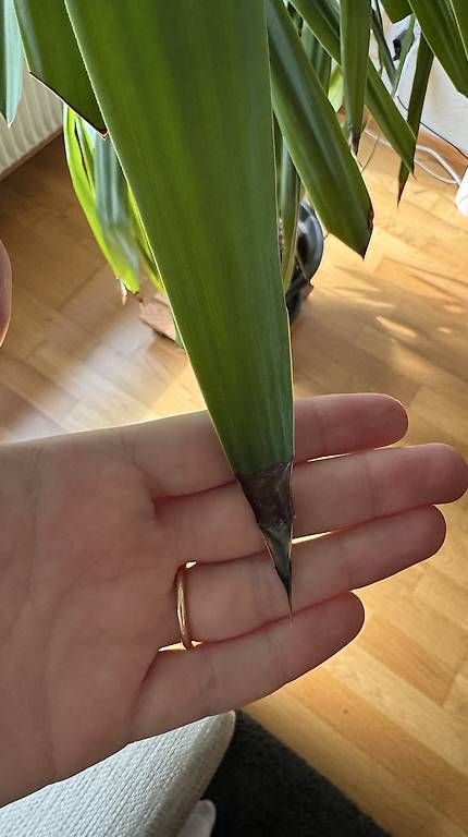 Plantes & graines: Grosse Yucca-Palme – D'occasion à Solothurn par Juliasju 4
