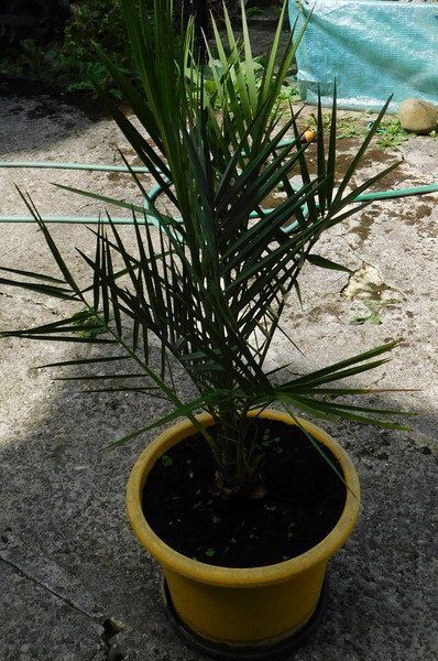 Pflanzen & Samen: Dattelpalme – Gebraucht aus Villnachern von Niggo0 1