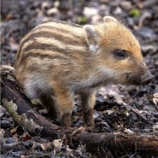 Profile image of Wildschwein_Braten