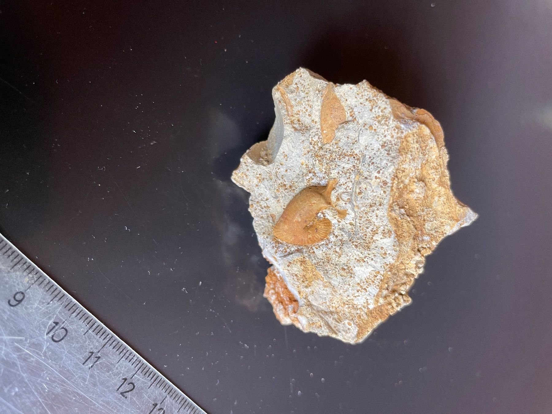 Fossili: Stufe mit Oecoptychus refractus. Ammonit mit "Ohr+Kapuze" – Usato da buch am irchel venduto da Hildoceras
