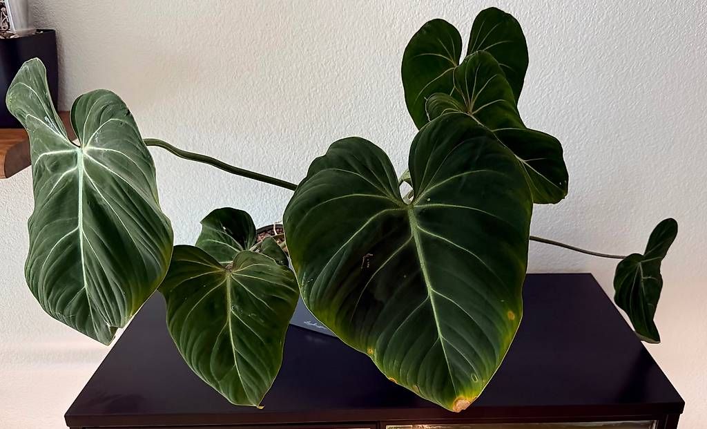 Piante & sementi: Philodendron Gloriosum, Lechuza, 60x60cm – Usato da Aadorf venduto da Arkabraa 1