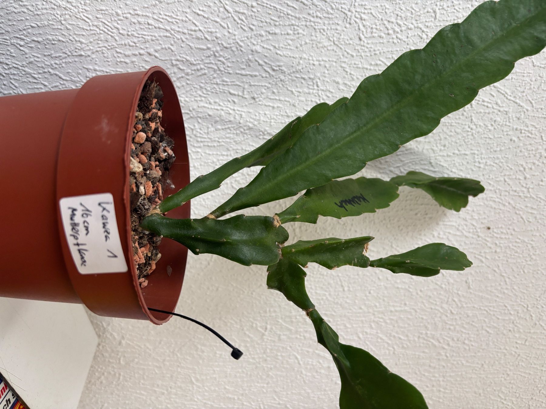 Piante & sementi: Epiphyllum 'Kaweah' epiCactus – Usato da Stallikon venduto da k2d_lcg9 1