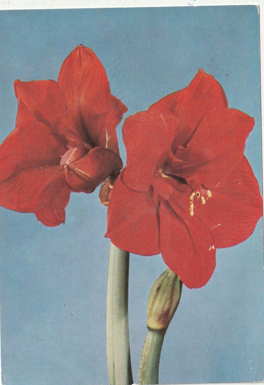Cartoline postali: Blumenkarte – Usato da Lumbrein venduto da made02