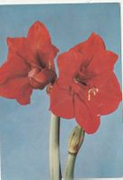 Blumenkarte